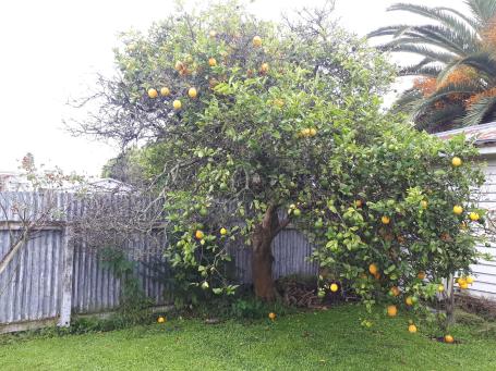 ancient lemon tree