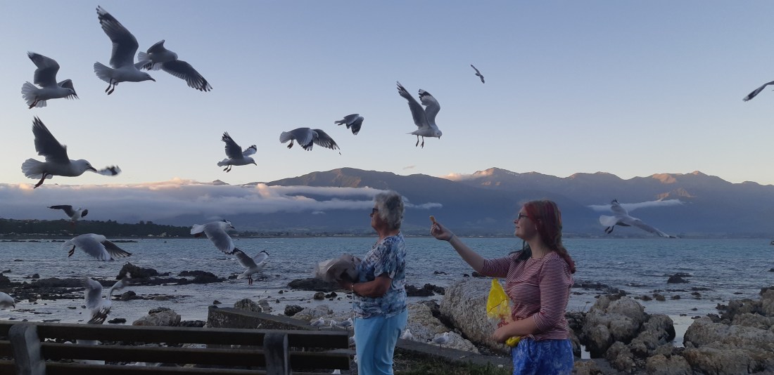feeding the gulls